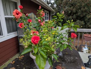 Customer photo of Movin' - Joint Pain Support